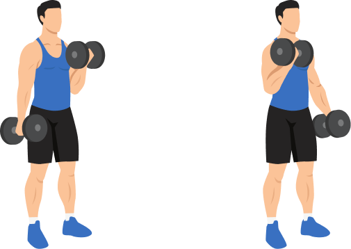 Dumbbell Curl demonstration