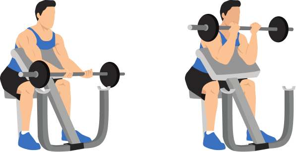 Preacher Curl demonstration
